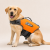 Talenori 媒体包候选图 - 狗狗上身图 Dog wearing the Talenori Reflective Polyester Dog Life Jacket Vest in orange