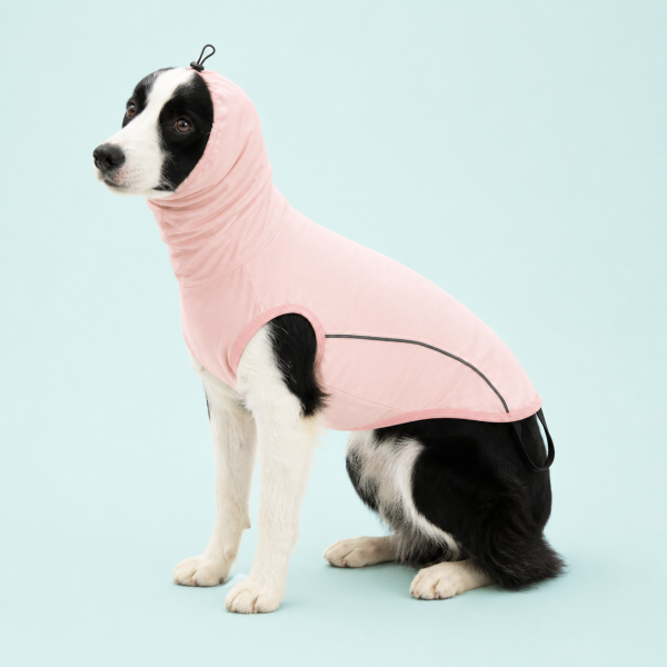 Talenori 媒体包候选图 - 水日细节图 Dog wearing a pink Talenori rash guard showing neck, chest, and body fit